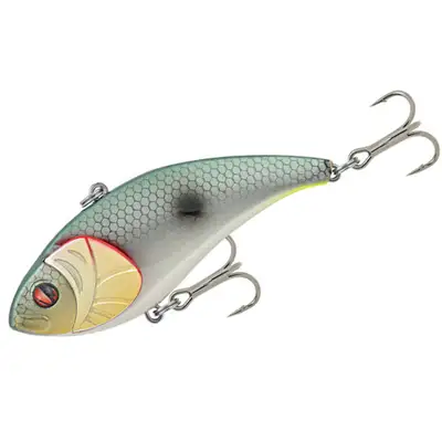 마쯔오 아카리 쉐드