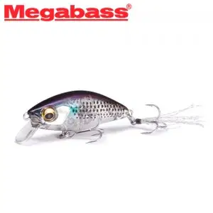 메가배스 팻 비글