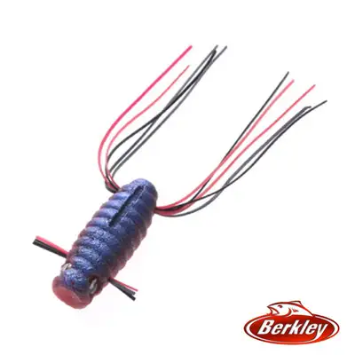 버클리 아오키무시 미드