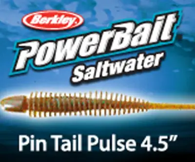 버클리 핀테일펄스