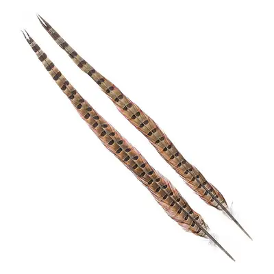 왑시 링넥 테일 페더